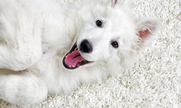 Clean Carpet Company Carpet Upholstery Tile Jackson Hole Wyoming